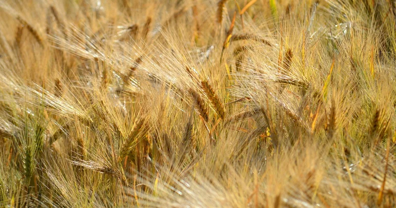 Nahrung, Suppen und Heilmittel: Rezepte, die über Leben und Tod entscheiden